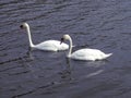 Couple of swans