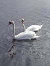 Couple of swans #2