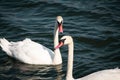 Couple of swans in the Black Sea of Romania with blurred background Royalty Free Stock Photo