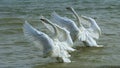 Couple swans