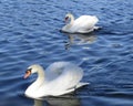 Couple of swans are floating in lake.