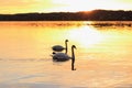 Couple swans floats on lake at sunset Royalty Free Stock Photo