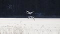 White Swans flying over a frozen lake