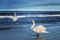 a couple of swans in the foamy waves of the blue sea Royalty Free Stock Photo