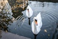 Couple of swans on the lake. Royalty Free Stock Photo