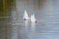 Couple of swans with their heads under water and tailss up Royalty Free Stock Photo