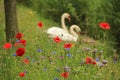 Couple swans with poppies in spring. Royalty Free Stock Photo