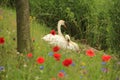 Couple swans with poppies in spring. Royalty Free Stock Photo