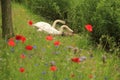 Couple swans with poppies in spring. Royalty Free Stock Photo