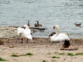 Couple of swans on river bank cleaning feathers with nile geese