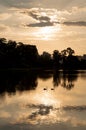 Couple of swans silhouette on a lake during sunset Royalty Free Stock Photo