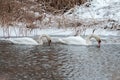 Couple of swans swimming in water in winter time. Overwinter birds Royalty Free Stock Photo