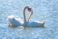 The couple of swans with their necks form a heart. Mating games of a pair of white swans. Swans swimming on the water in nature. Royalty Free Stock Photo