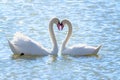 The couple of swans with their necks form a heart. Mating games of a pair of white swans. Swans swimming on the water in nature. Royalty Free Stock Photo