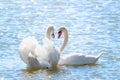 The couple of swans with their necks form a heart. Mating games of a pair of white swans. Swans swimming on the water in nature. Royalty Free Stock Photo