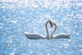The couple of swans with their necks form a heart. Mating games of a pair of white swans. Swans swimming on the water in nature. Royalty Free Stock Photo