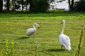 Couple of swans walking on a green meadow, trees and lake in the background