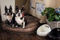 Couple of sweet Boston Terriers beeing good dogs at his favorite corner in rustical country house