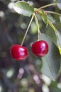 A pair of ripe cherries Royalty Free Stock Photo