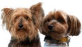 Couple of yorkshire terriers