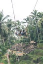 Couple swings in the deep jungle of Bali island. Royalty Free Stock Photo