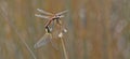 couple of Sympetrum fonscolombii, The red-veined darter or nomad