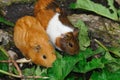 Couple of Syrian hamsters, Mesocricetus auratus