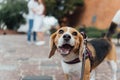 Couple Taking Dog For Walk In City Park Royalty Free Stock Photo