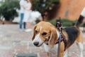 Couple Taking Dog For Walk In City Park Royalty Free Stock Photo