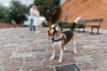 Couple Taking Dog For Walk In City Park Royalty Free Stock Photo