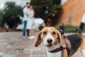 Couple Taking Dog For Walk In City Park Royalty Free Stock Photo