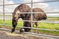 Couple of tall brown emu ostrich in an open farm or contact zoo eating food left by visitors. Warm sunny day. Blue sky