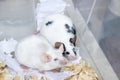 A couple of tame pets, mice, old white albino and young spotted mouse living together in a cage, they are friends