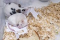 A couple of tame pets, mice, old white albino and young spotted mouse living together in a cage, they are friends
