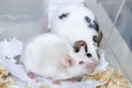 A couple of tame pets, mice, old white albino and young spotted mouse living together in a cage, they are friends