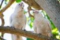 Couple Tanimbar corella cockatoo birds with the romantic moment on the tree at Brighton-Le-Sands park, Sydney, Australia. Royalty Free Stock Photo