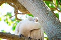 Couple Tanimbar corella cockatoo birds with the romantic moment on the tree at Brighton-Le-Sands park, Sydney, Australia. Royalty Free Stock Photo