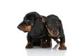 Couple of teckel dachshund puppies looking to side in studio Royalty Free Stock Photo