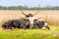 A couple of Texas longhorn cattle relaxing in the grass Royalty Free Stock Photo