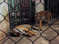 Couple of tigers in captivity inside a cage.