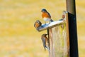 Couple of tiny Eastern bluebirds standing on a birdhouse roof