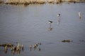 A couple of tiny white and black wild birds walking on water while fishing on a blue lagoon Royalty Free Stock Photo