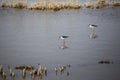 A couple of tiny white and black wild birds walking on water while fishing on a blue lagoon in Delta de l`Ebre, Catalonia Royalty Free Stock Photo