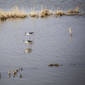 A couple of tiny white and black wild birds walking on water while fishing on a blue lagoon in Delta de l`Ebre, Catalonia Royalty Free Stock Photo