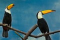 Couple of toco toucans sitting on dry tree branch