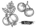 Couple of tomato fetus on stem. Sketch of plant