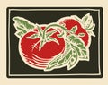 Vector illustration of tomatoes and basil woodcut