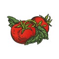 Vector illustration of tomatoes and basil woodcut