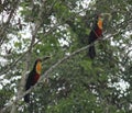 A couple of toucan Royalty Free Stock Photo