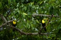 Couple of toucans hidden in the forest. Pair of bird on the tree. Toucan sitting on the branch in forest, green vegetation, Costa Royalty Free Stock Photo